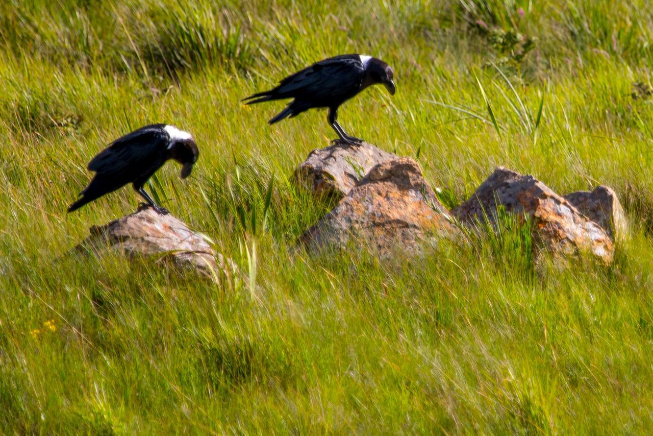 Greenfire Drakensberg Lodge Bonjaneni エクステリア 写真
