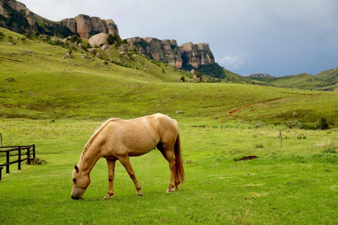 Greenfire Drakensberg Lodge Bonjaneni エクステリア 写真